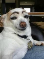 Dog with painted-on eyebrows giving quizzical side-eye