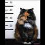 Cat mugshot meme, forum humor from another era