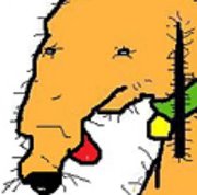 Cartoon dog avatar with red nose and colorful accents