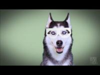 That classic surprised husky meme face
