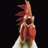 A rooster's close-up, oddly memorable forum avatar pic