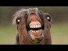 Grinning horse close-up, classic random forum laugh pic