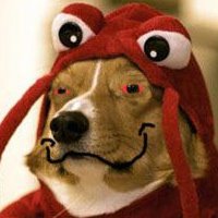 Dog in lobster costume, classic internet meme vibes