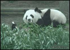 Sleepy panda pile, classic forum-post cuteness