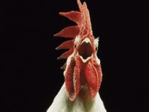 Rooster close-up staring straight into the camera