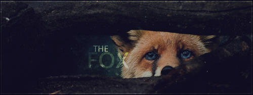 A fox peers through the shadows in this moody signature
